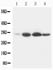 Picture of Bcl-2 Monoclonal Antibody