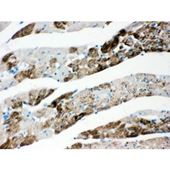 Picture of AIF Antibody