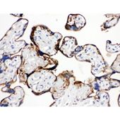 Picture of Annexin A1 Antibody