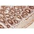 Picture of Beclin 1 Antibody