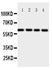 Picture of Osteoprotegerin Antibody