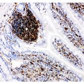 Picture of VCAM1 Antibody
