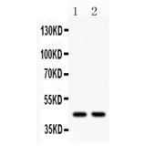 Picture of Wnt3 Antibody
