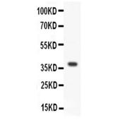 Picture of Wnt3a Antibody