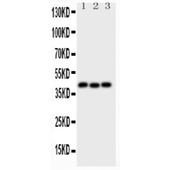 Picture of Wnt5a Antibody