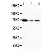 Picture of XRCC1 Antibody