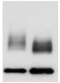 Picture for category Western Blot