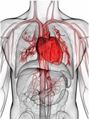 Picture for category Cardiac Biomarkers