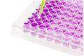 Picture for category Colorimetric Assay Kits