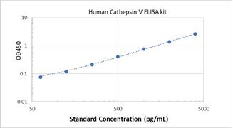 Picture of Human Cathepsin V ELISA Kit 