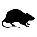 Picture for category Rat